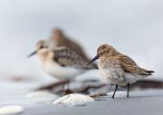 Alpenstrandlaeufer - Dunlin (Calidris alpina)